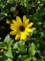 Black Eyed Susan