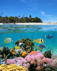 Over and under sea surface split image near a tropical island with sandy beach and colorful marine...