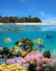Over and under sea surface split image near a tropical island with sandy beach and colorful marine life with tropical fish underwater © dam