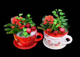 New Year composition from plants and Christmas balls in cups, isolated.
