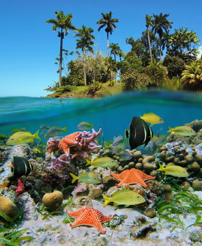 Fototapeta Podziel widok w tropikach z kolorowymi rybami i rozgwiazdami w podwodnej rafie koralowej i bujną tropikalną wyspą nad powierzchnią wody, Morze Karaibskie