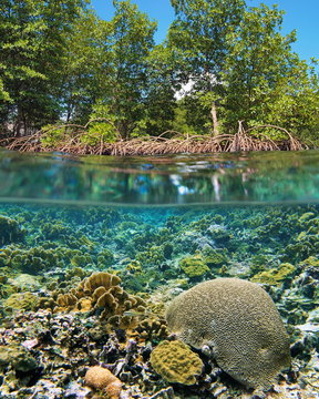 Fototapeta Nad i pod powierzchnią morza drzewa namorzynowe nad wodą z płytką rafą koralową pod wodą, Morze Karaibskie, Ameryka Środkowa, Panama