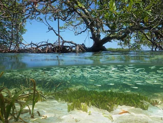 Geteilte Ansicht in der Mangrove mit Baum über der Wasseroberfläche und Schwarm von Jungfischen unter Wasser, Karibisches Meer © dam