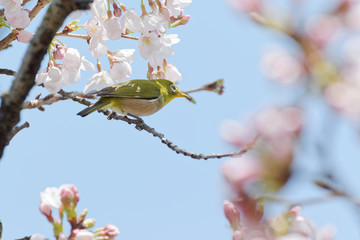 メジロと桜