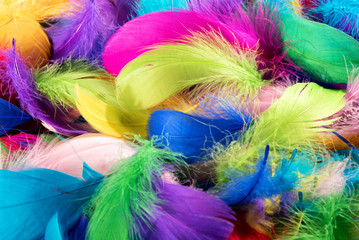 Background texture of colorful dyed bird feathers