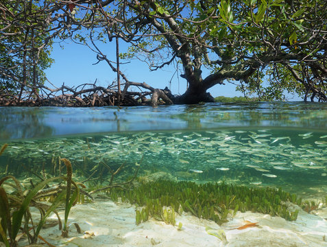 Split view in the mangrove with tree above water surface and shoal of juvenile fish underwater, Caribbean sea