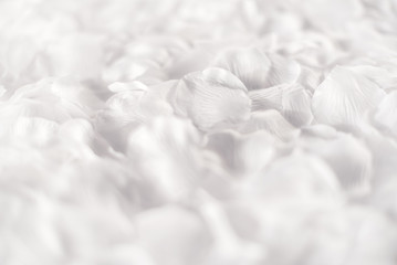 Soft ethereal white background of flower petals