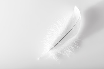 Single delicate fluffy white bird feather