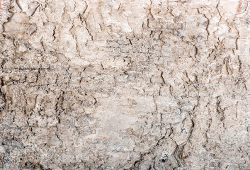 Background texture of light colored wooden cortex