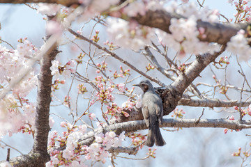ヒヨドリと桜