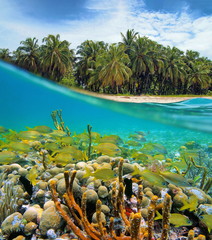 Over and under water near a tropical sea shore with coconut trees and a coral reef with a school of fish underwater, Caribbean sea, Panama