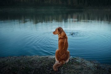 Dog Nova Scotia duck tolling Retriever on the shore