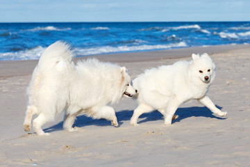 Two white Samoyed dog playing on the beach by the sea