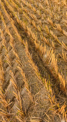 imprint of an agricultural machine in a dried meadow / pattern of dried  grass with an imprint of an agricultural machine