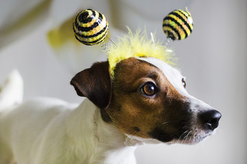 Jack Russell in the rim in the form of bees