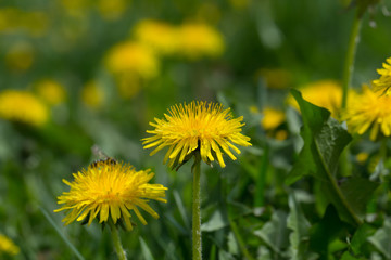 yellow dandelion flower in green grass