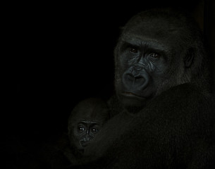 Fototapeta na wymiar Gorilla family