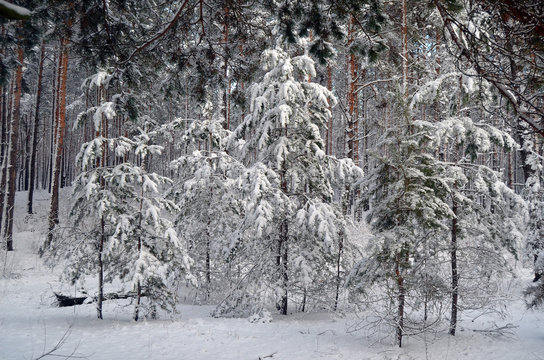 Fototapeta Forest near Kiev at winter  