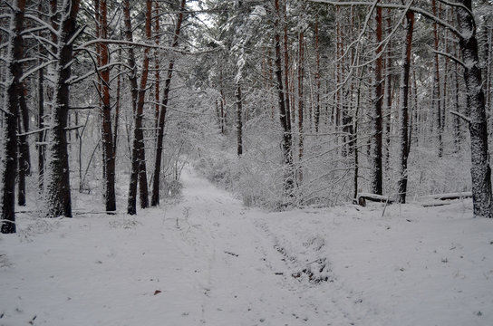 Fototapeta Forest near Kiev at winter  