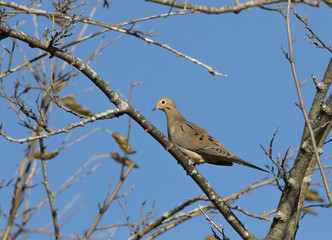 The mourning dove perched on the tree branch