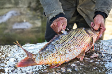 Obraz premium Fisherman to cleans a freshly fish