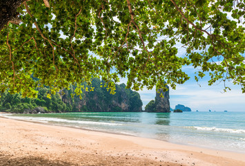 a large tree with wide leaves creates a shadow on the sandy shore of the resort of Krabi, Thailand