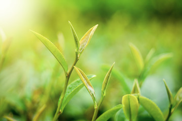 New spring of green tea leaves in tea orchard in the morning sunlight. Young tea leaves ready for harvesting and selected in premium quality. Green tea is good for health as anti oxidant drink.