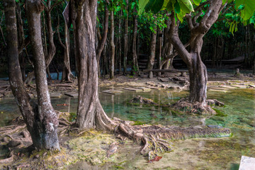 Fototapeta premium trees in the jungle near the emerald lake in Krabi, Thailand
