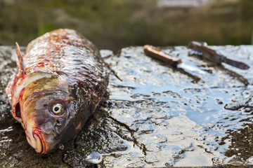  fresh fish Cyprinus carpio from the lake Kerkini, Greece