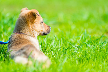 wary puppy resting in a juicy green grass on a lawn