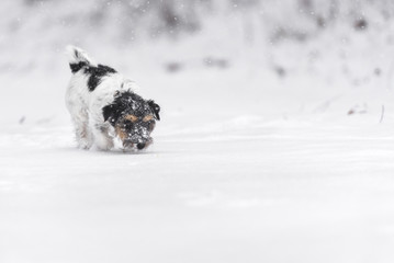 small dog follows with his nose a trail in the snowy meadow in winter - Jack Russell Terrier