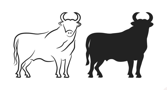 Adult bull standing, vector illustration. Black silhouette and black lines silhouette isolated on a white background for logo