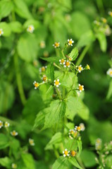 Galinsoga parviflora