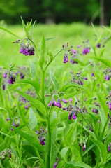 Symphytum officinale