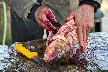 Fisherman to cleans a freshly fish