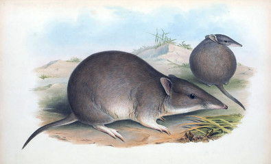 Obraz premium Illustration of a Bandicoot.