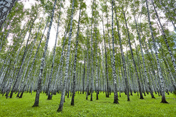 Fototapeta premium Beautiful scenery with white birches. Birches in bright sunlight. Birch grove in the summer. Birch trunks with white bark. Tops of birch against the sky. Sunny highlight.