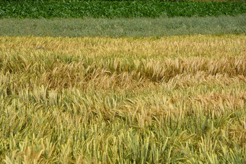 Wheat field