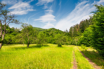 dirt road through abandoned apple orchard. lovely springtime scenery among forested mountains