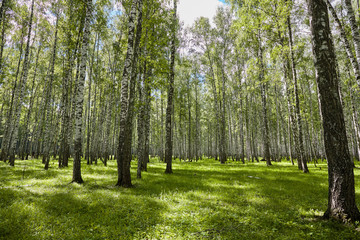 Beautiful scenery with white birches. Birches in bright sunlight. Birch grove in the summer. Birch trunks with white bark. Tops of birch against the sky. Sunny highlight.