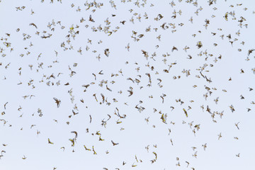flock of winter birds in flight