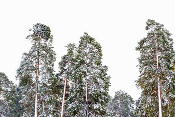 snow-covered pine trees