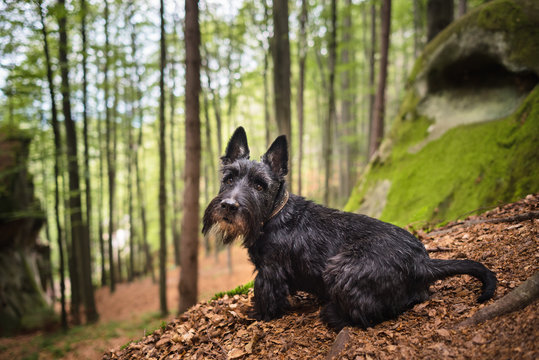 are scottish terriers barkers