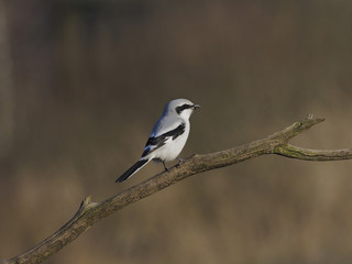 Great-grey shrike,  Lanius excubitor