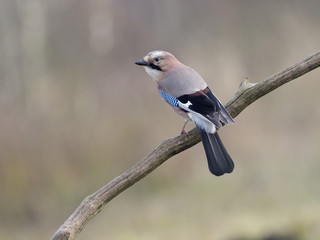 Jay, Garrulus glandarius