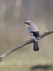 Jay, Garrulus glandarius