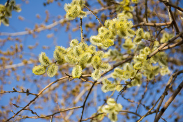 spring pussy willow in bloom