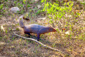 Ein Indischer Grauer Mungo im Nationalpark Yala auf der tropischen Insel Sri Lanka im Indischen Ozean tummelt sich auf der Piste bei einer Jeep Safari Tour