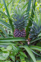 Thai pineapple in nature