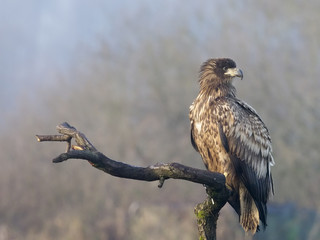 White-tailed sea-eagle, Haliaeetus albicilla